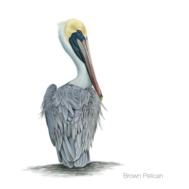 Premium Vector Brown pelican detailed illustration