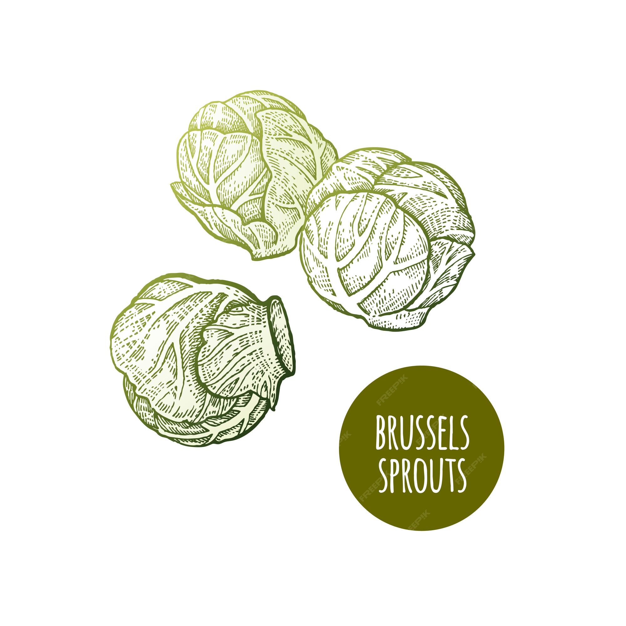 Premium Vector Brussels sprouts hand drawing vegetables vector