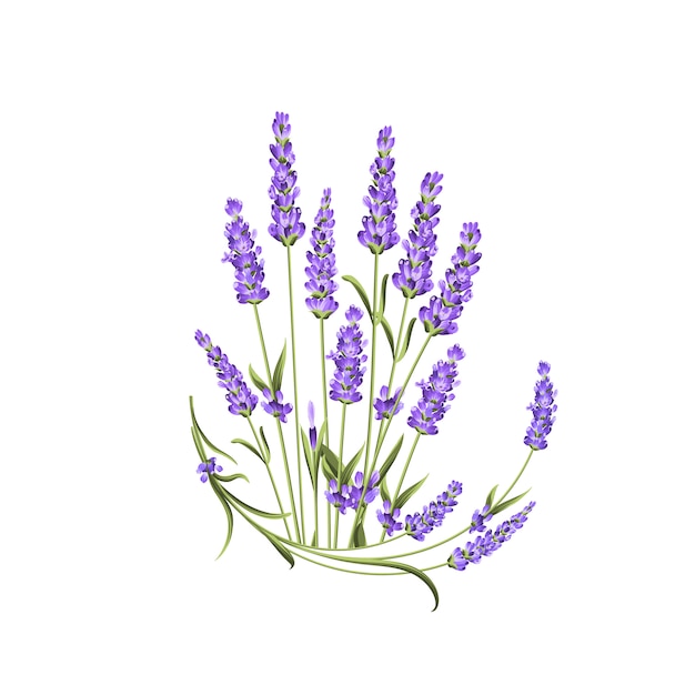 Lavender Bouquet Realistic Illustration - Free Download Vector PSD and