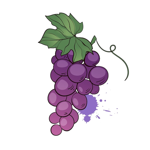 葉と紫色のブドウの束 漫画フラットスタイルの手描きイラスト プレミアムベクター
