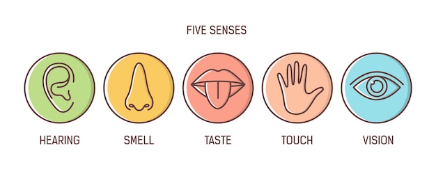 Premium Vector | Bundle of 5 senses