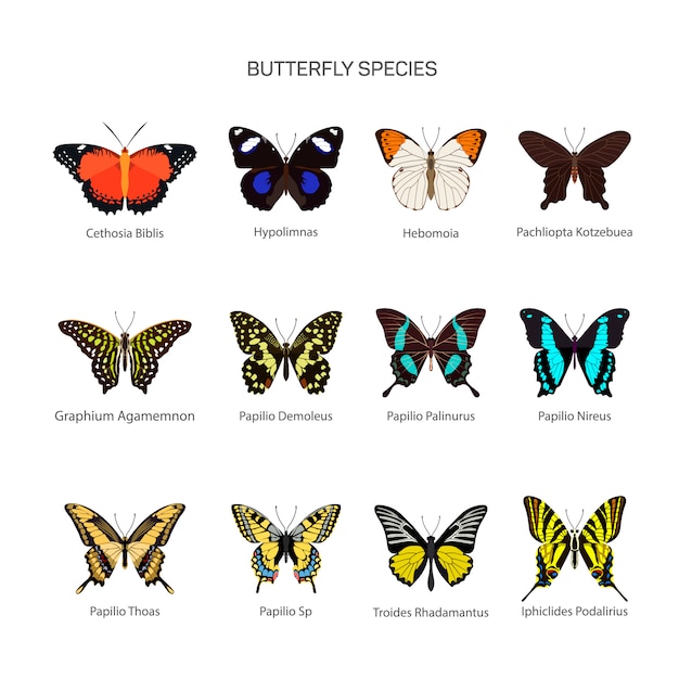 Butterflies Vector Set In Flat Style Design Different Kind