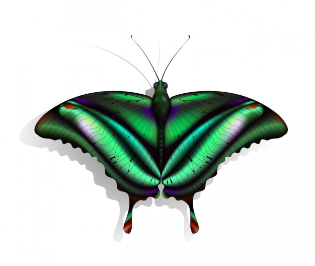 Download Butterfly 3d | Free Vector