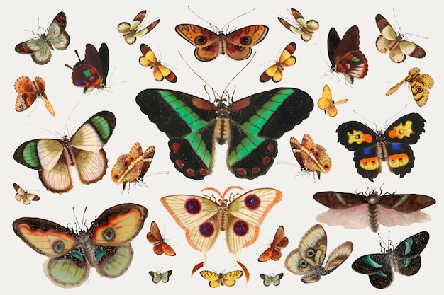 蝶と蛾昆虫ベクトルヴィンテージイラストセット 無料のベクター