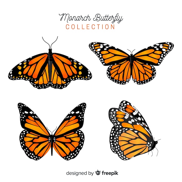 Download Butterfly collection | Free Vector