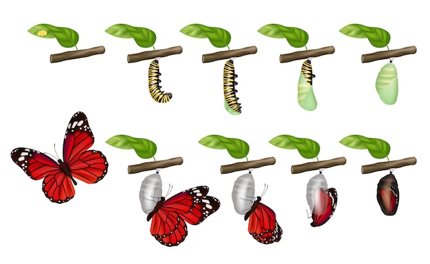 バタフライサイクル 昆虫の幼虫の幼虫の繭の蛹の幼虫の生活は概念を変えます イラスト蝶と毛虫 昆虫のハエ プレミアムベクター