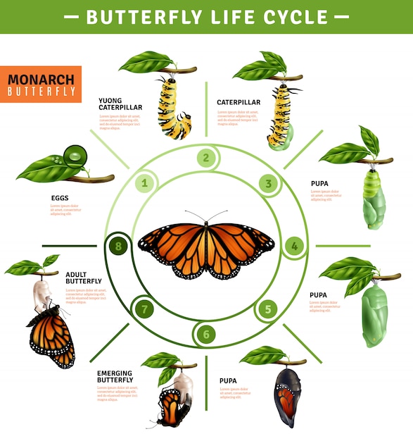 what is the life cycle of a butterfly