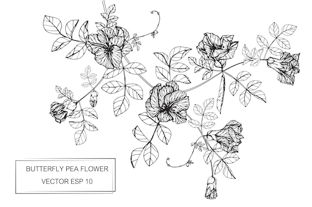 蝶のエンドウ豆の花の描画のイラスト プレミアムベクター