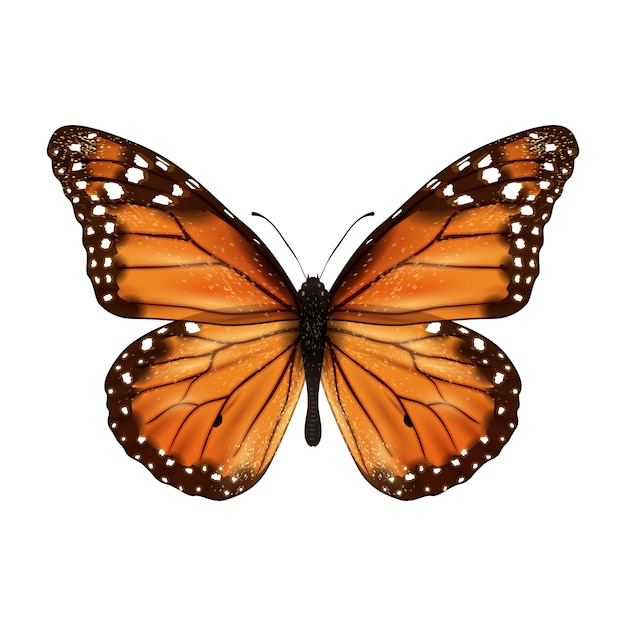 Free Free 185 Vector Monarch Butterfly Svg SVG PNG EPS DXF File