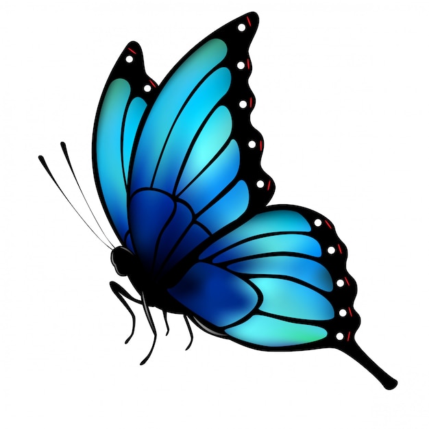 Download Butterfly with big blue wings on white background ...