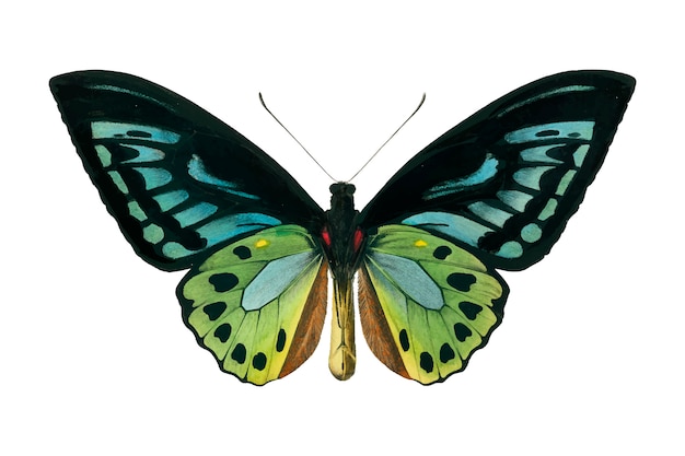 Download Free Vector | Butterfly