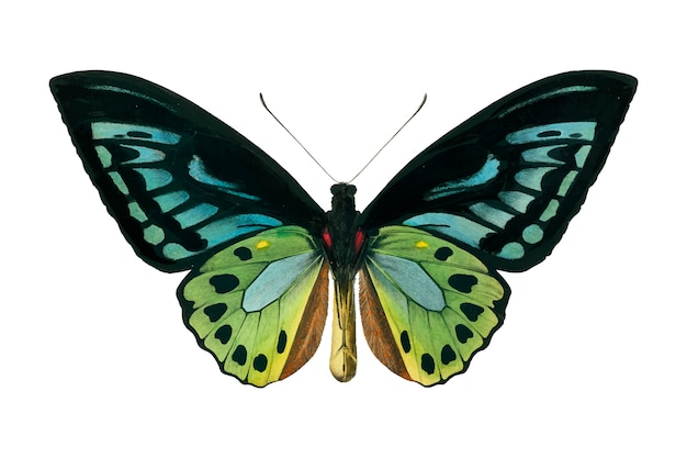 Free Free 129 Vector Butterfly Svg Free SVG PNG EPS DXF File