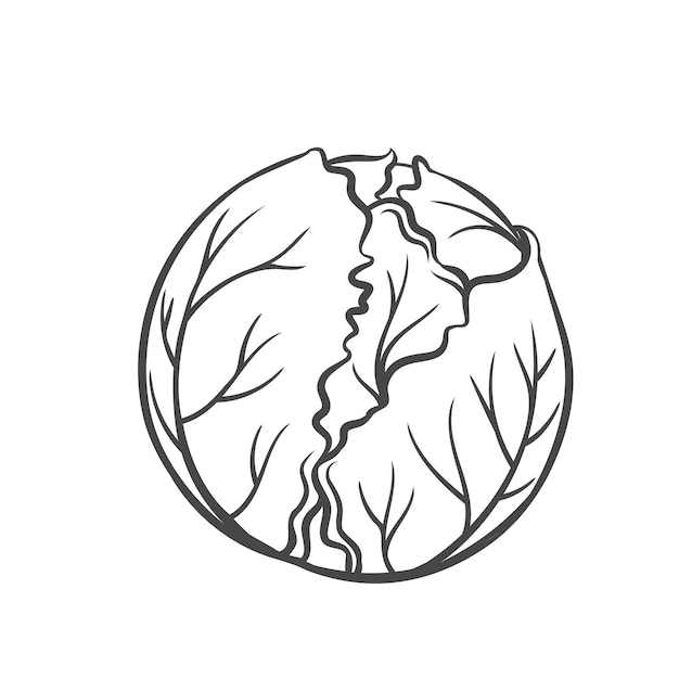 Premium Vector Cabbage vegetable outline icon, drawing monochrome