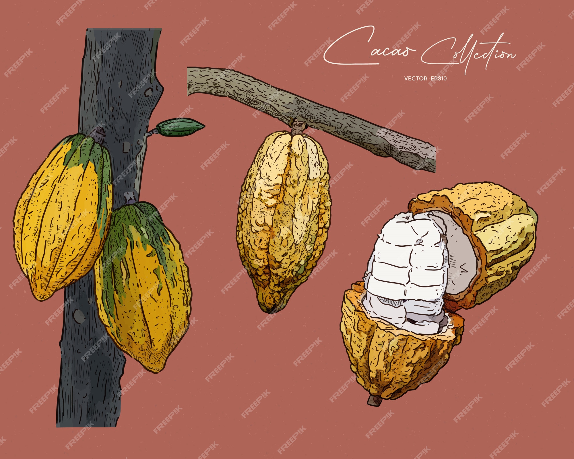 Premium Vector Cacao, hand draw sketch