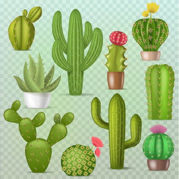 Premium Vector | Cactus Botanical Cacti Green Cactaceous Succulent ...