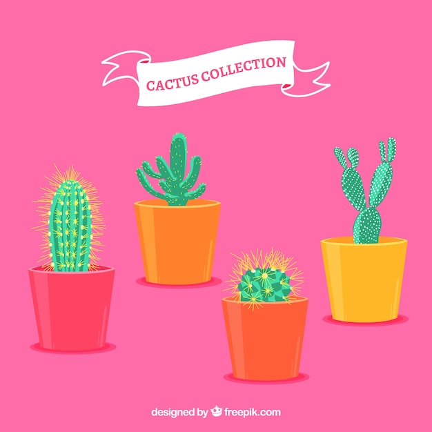 Cactus pack with exotic style