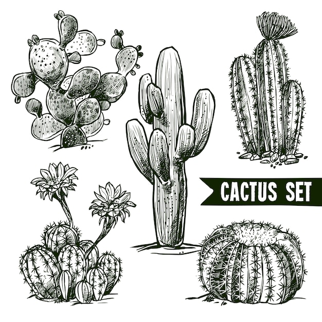 Cactus sketch set Free Vector