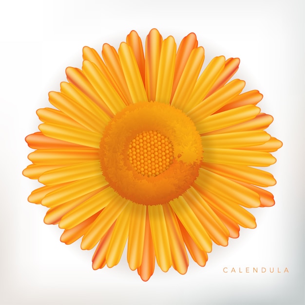 Premium Vector Calendula Flower Illustration 2198