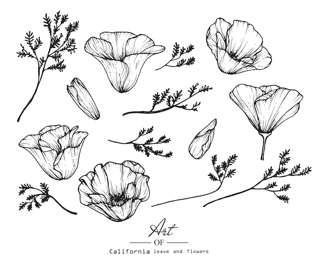 California poppy flower and leaf drawing | Premium Vector