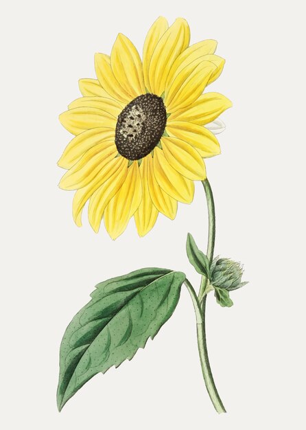 Download Free Vector | Californian sunflower