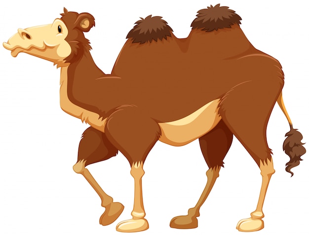 Free Vector | Camel