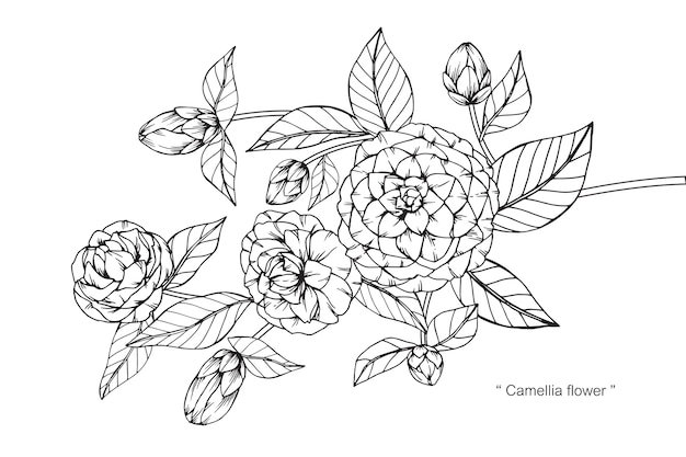 プレミアムベクター カメリアの花を描くイラスト