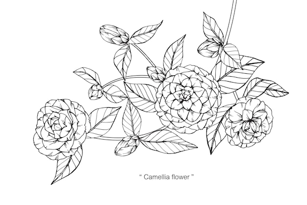 Yellow Camellia Drawing