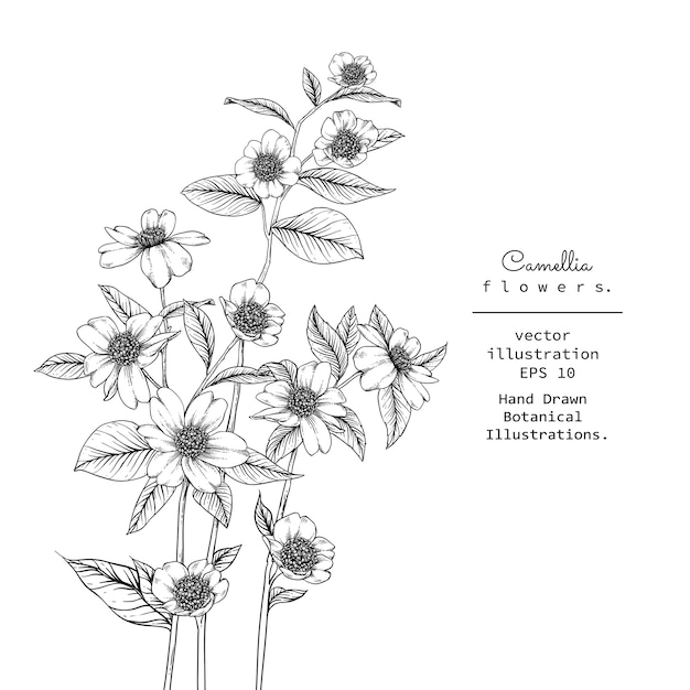 プレミアムベクター カメリアの花の図面 Botanicalイラスト