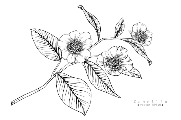 カメリアの花の図面 Botanicalイラスト プレミアムベクター