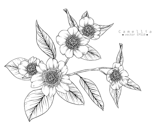 Download Camellia flower drawings | Premium Vector