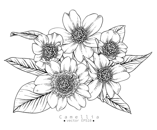 Download Camellia flower drawings Vector | Premium Download
