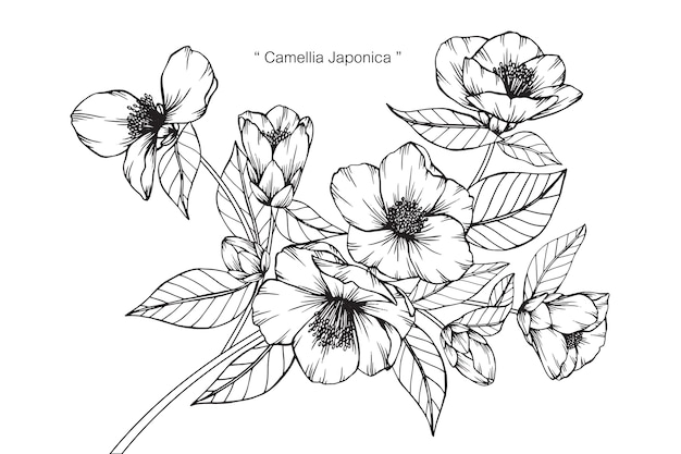 カメリアジャポニカの花の描画のイラスト プレミアムベクター