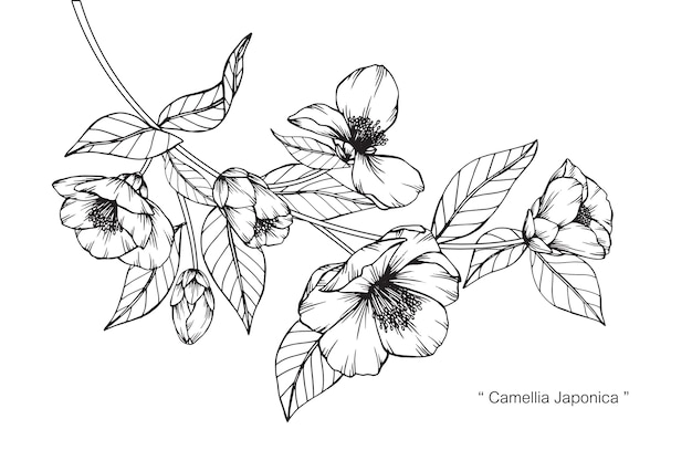 プレミアムベクター カメリアジャポニカの花の描画のイラスト