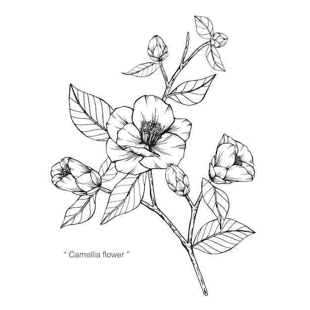 Download Camellia japonica flower drawing illustration. | Premium Vector