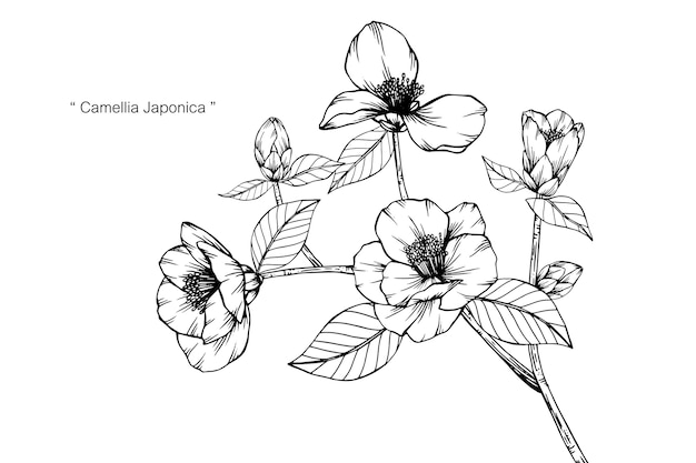 カメリアジャポニカの花の描画のイラスト プレミアムベクター