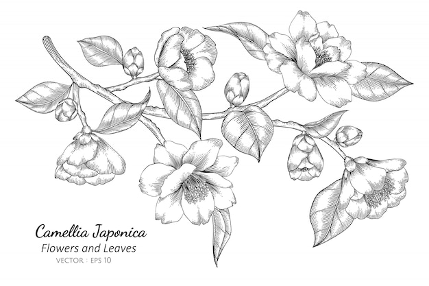 Camellia japonica flower and leaf drawing illustration | Premium Vector