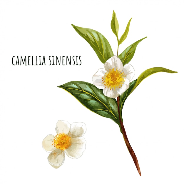 Premium Vector | Camellia sinensis, green tea branch with flowers