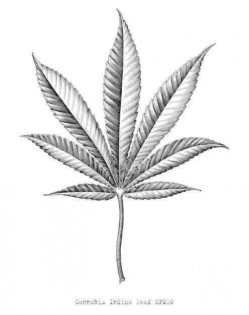 нарисовать листик марихуаны