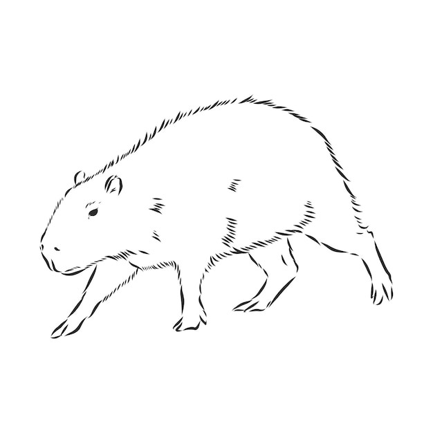 Premium Vector Capybara hand drawing animals of south america series