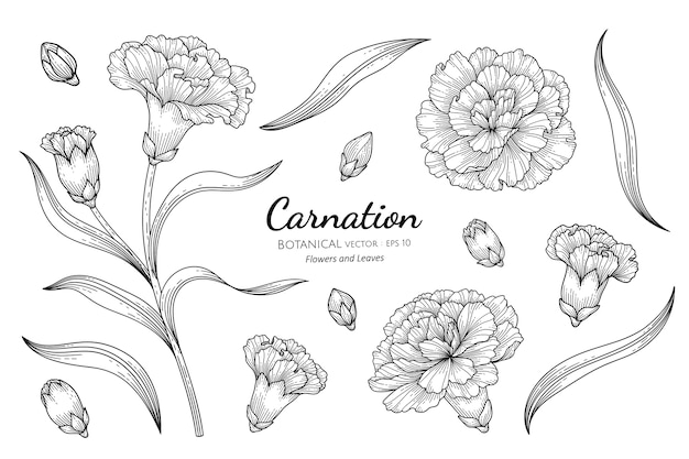 カーネーションの花と葉の植物の手描きイラスト プレミアムベクター