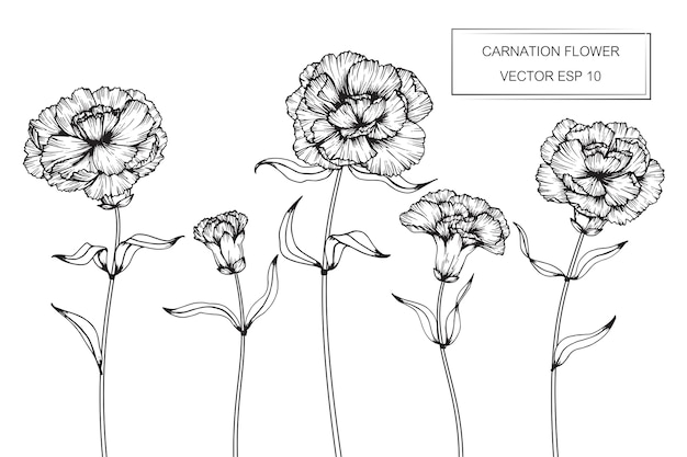 Carnation Flower How To Draw - Best Flower Wallpaper