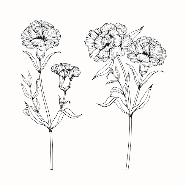 Premium Vector | Carnation flower