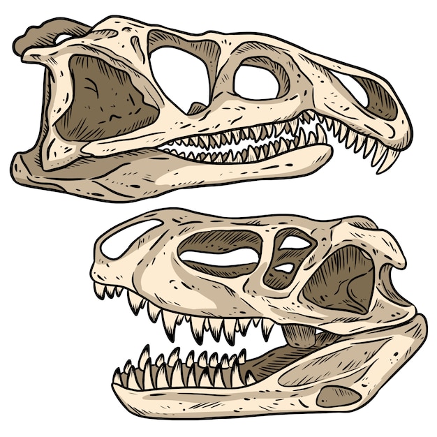 肉食恐竜の頭蓋骨ライン手描きスケッチ画像セット Archosaurus Rossicusとprestosuchus Chiniquensi肉食恐竜 化石イラストの描画 プレミアムベクター
