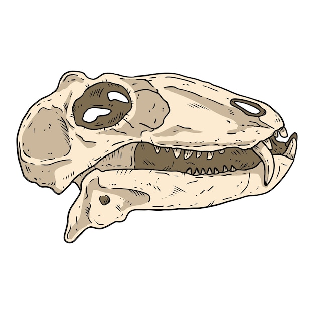 肉食性の小さなディノケファルス恐竜の化石化した頭蓋骨の手描き画像 肉食動物の爬虫類恐竜の化石のイラストの描画 ベクトルストックアウトラインシルエット プレミアムベクター