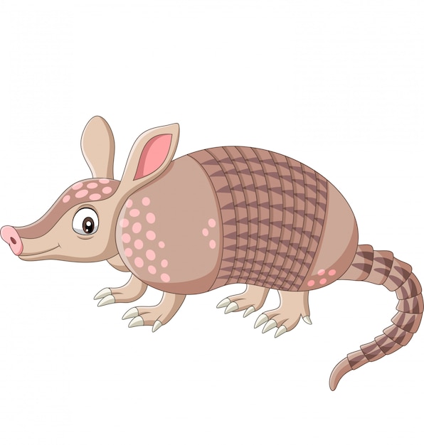 Cartoon armadillo on white Vector | Premium Download