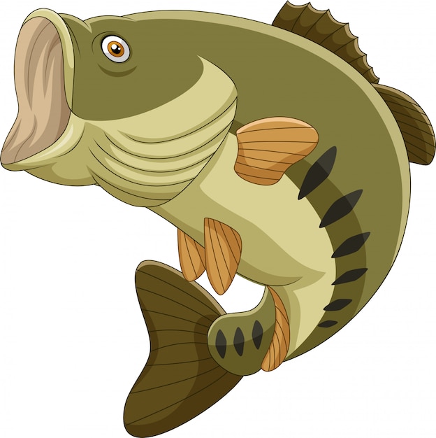 Download Cartoon bass fish isolated Vector | Premium Download