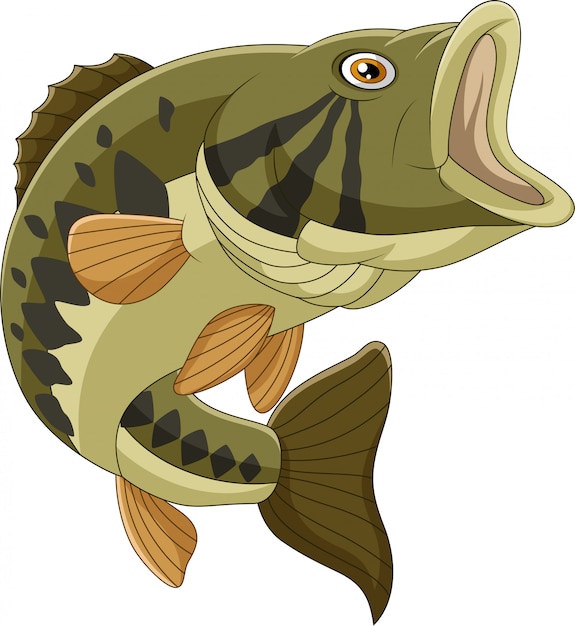 Download Cartoon bass fish isolated Vector | Premium Download