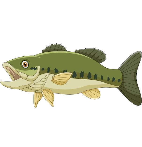 Cartoon bass fish isolated Vector | Premium Download