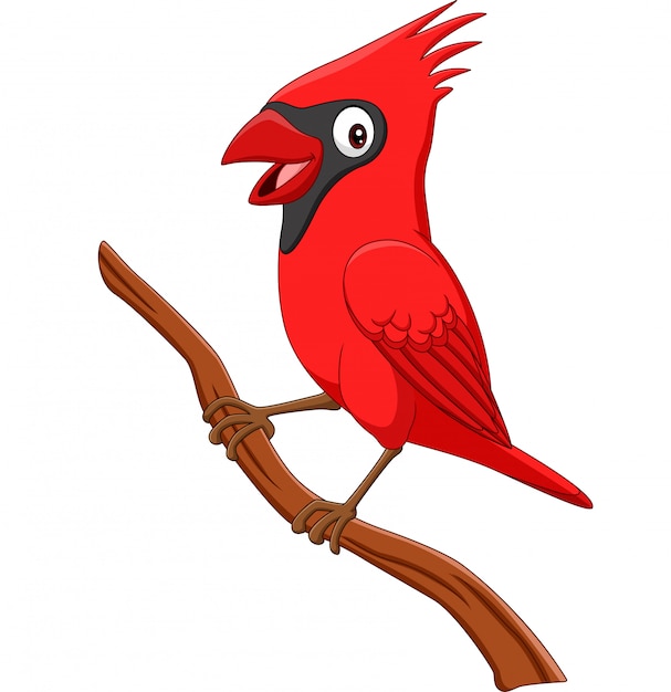 Premium Vector | Cartoon cardinal bird on tree branch