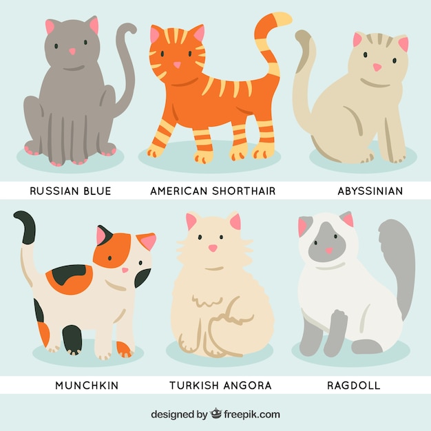 Download Free Vector | Cartoon cat breeds